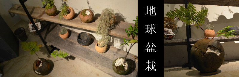 地球盆栽
